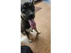 Adopt Roberta a Shepherd, Mixed Breed