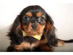 Cavalier King Charles Spaniel Puppy for sale in Springfield, MO, USA