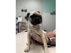 Adopt Sassy Pants a Pug, Mixed Breed