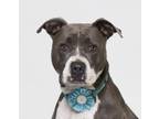 Adopt JADE a Pit Bull Terrier