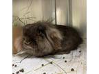 Adopt BUN BUN a Bunny Rabbit