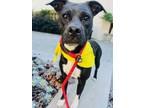 Adopt CHICA a Pit Bull Terrier, Mixed Breed