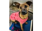 Adopt CHAI a German Shepherd Dog, Mixed Breed