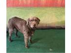 Adopt SUZIE a Labrador Retriever, Poodle