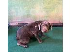 Adopt SIMI a Labrador Retriever, Poodle