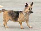 Adopt BELLA a German Shepherd Dog, Siberian Husky