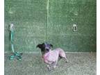Adopt APRIL a Australian Cattle Dog / Blue Heeler, Mixed Breed