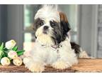 Shih Tzu Puppy for sale in South Bend, IN, USA