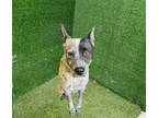 Adopt SOFIA a Australian Cattle Dog / Blue Heeler
