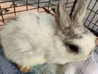 Adopt WILLOW a Bunny Rabbit