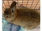 Adopt BLUEBERRY a Bunny Rabbit