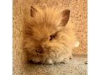 Adopt CHIPPY a Bunny Rabbit