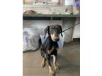 Adopt KIRBY a Doberman Pinscher