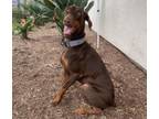 Adopt XENA a Doberman Pinscher