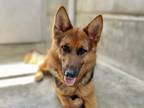 Adopt SCARLET a German Shepherd Dog, Mixed Breed