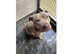 Adopt MANGO a Pit Bull Terrier