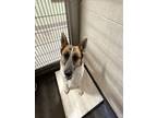 Adopt PANCAKE a German Shepherd Dog, Mixed Breed