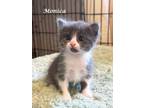 Adopt MONICA a Domestic Short Hair