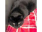 Adopt Lady Fuzziwig's a Domestic Short Hair