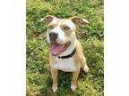 Adopt Rosie a Pit Bull Terrier