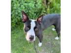 Adopt Holly a Pit Bull Terrier