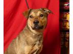 Adopt DUCKY a Mixed Breed
