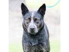 Adopt RASPBERRY a Australian Cattle Dog / Blue Heeler