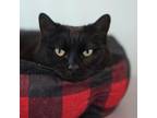 Adopt Trelawney a Domestic Short Hair