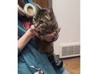 Adopt Meow Meow a Domestic Short Hair