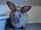 Adopt MEGAN a Bunny Rabbit