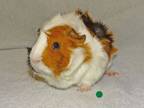 Adopt TARAN a Guinea Pig