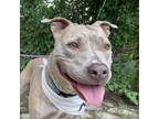 Adopt Annabelle a American Staffordshire Terrier, Mixed Breed