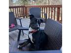 Adopt Shakira a Plott Hound, Mixed Breed