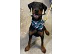 Adopt Kaipo a Doberman Pinscher