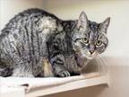 Adopt MISS YANKEE a Domestic Short Hair