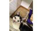 Adopt JULIET a Domestic Short Hair