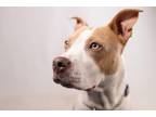 Adopt LULUMAE a Pit Bull Terrier