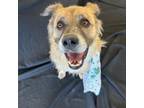 Adopt Blondie (Bella) a Shepherd