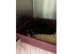 Adopt Dino a Domestic Short Hair