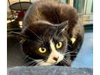 Adopt Kayla a Domestic Short Hair