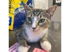 Adopt Bonnie a American Shorthair