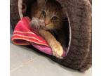 Adopt Cider a Tabby