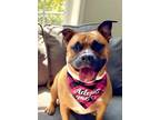 Adopt Freya a Boxer, Staffordshire Bull Terrier