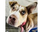 Adopt Denver a Husky, Pit Bull Terrier