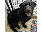 Adopt Dazzle a Black Labrador Retriever