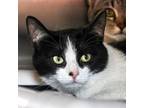 Adopt Marie Curie a Domestic Short Hair