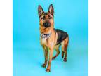 Adopt Scramble a German Shepherd Dog