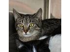 Adopt Rosalind Franklin a Domestic Short Hair