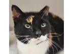 Adopt Cher a Domestic Short Hair