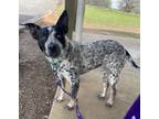 Adopt PIPER a Australian Cattle Dog / Blue Heeler, Pointer